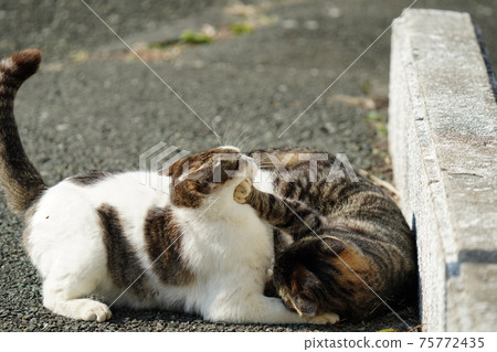 While the grandpa cat with his tongue is watching over, the stray cat Kijitora White Son who seems to be punished to leave his parents loosely While the grandpa cat with his tongue is watching over, the stray cat Kijitora White Son who seems to be punished to leave his parents loosely 75772435