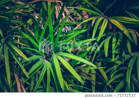 Wallpaper leaves in nature in the forest of humid summer Closeup of large philodendron leaf freshly wet after a rain, with soft lighting, shallow depth of field and selective focus 75772537