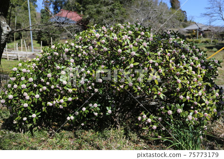 芬芳的達芙妮花盛開在農場的花園裡 芬芳的達芙妮花盛開在農場的花園裡 75773179