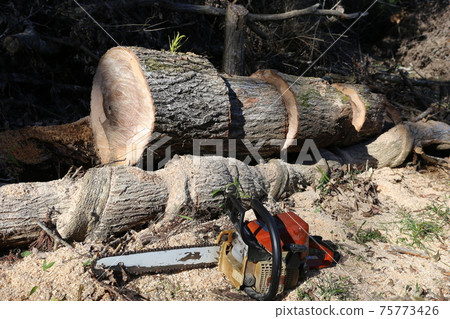 Cut thick oak trees with a chainsaw 75773426