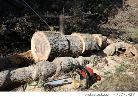 Cut thick oak trees with a chainsaw Cut thick oak trees with a chainsaw 75773427