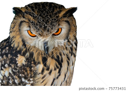 Eagle owl glaring picture white background Eagle owl glaring picture white background 75773431