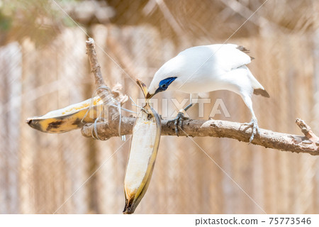 Bali myna Bali myna 75773546