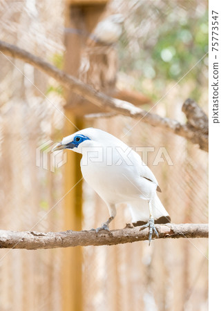 Bali myna Bali myna 75773547