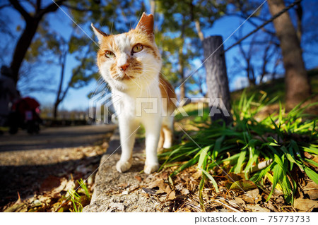 Stray cat at Osaka Castle Park Stray cat at Osaka Castle Park 75773733