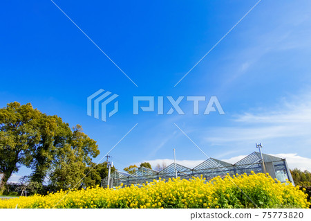 名花屋名古屋市農業中心盛開<愛知縣名古屋市> 名花屋名古屋市農業中心盛開<愛知縣名古屋市> 75773820