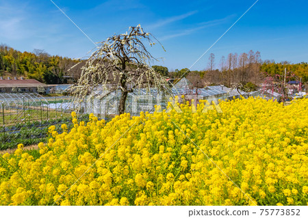 名花屋名古屋市農業中心盛開<愛知縣名古屋市> 名花屋名古屋市農業中心盛開<愛知縣名古屋市> 75773852