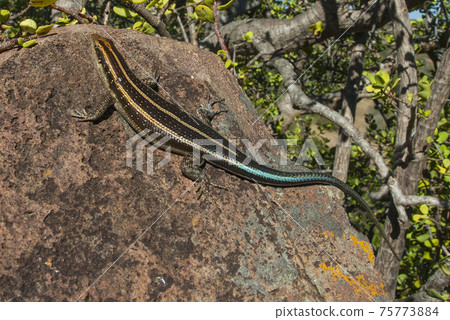 Lizard take sun, Africa Lizard take sun, Africa 75773884