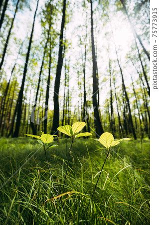 Growing Small Young Spring Sprigs Green Trees. Summer Sunny Day. Wide Angle Growing Small Young Spring Sprigs Green Trees. Summer Sunny Day. Wide Angle 75773915