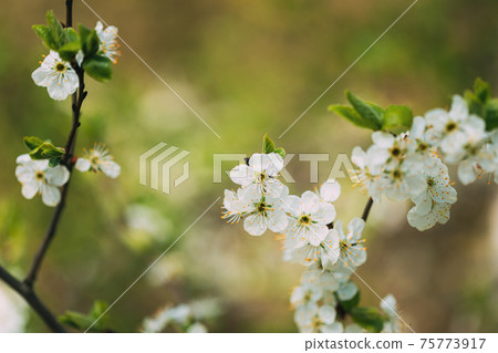 White Young Spring Flowers Growing In Branch Of Tree in Forest White Young Spring Flowers Growing In Branch Of Tree in Forest 75773917