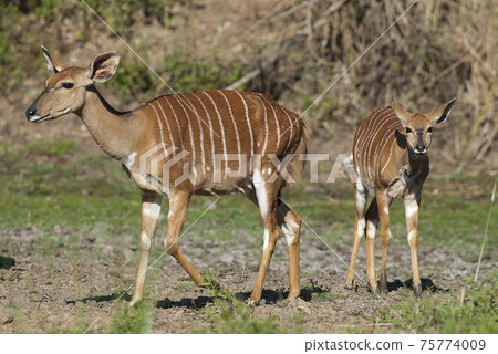 Nyala South Africa 75774009