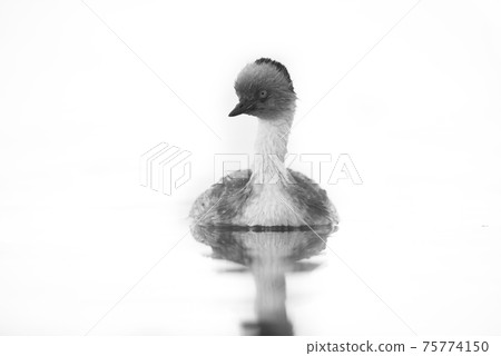 Silvery Grebe , Patagonia, Argentina 75774150