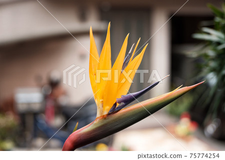 花園裡種的天堂鳥花（鶴望蘭）已經開花 75774254