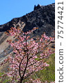 那須的櫻花 75774421