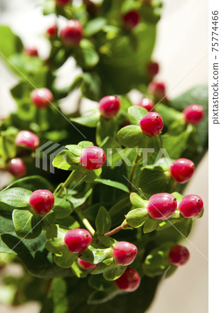 金絲桃屬植物有粉紅色的水果。學名是金絲桃屬植物。 75774466