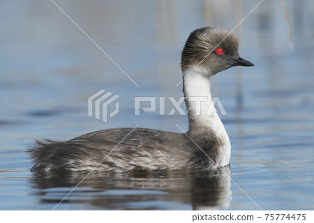 Silvery Grebe, Patagonia, Argentina 75774475