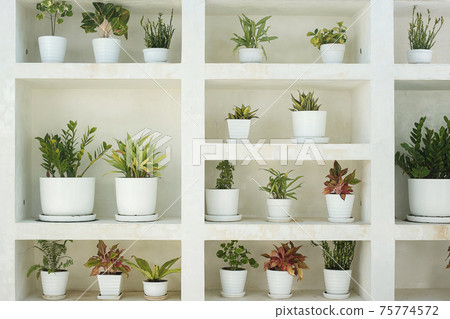 plants in white pots in the home garden 75774572