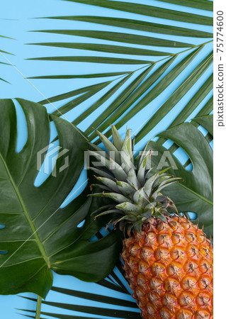 鳳梨 熱帶 葉子 蓬萊蕉 背景 龜背葉 pineapple background パイナップル 75774600