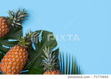 鳳梨 熱帶 葉子 蓬萊蕉 背景 龜背葉 pineapple background パイナップル 75774604