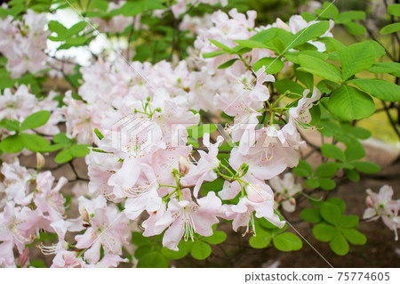 春天的花朵杜鵑花（杜鵑花，蓮花，真正的杜鵑花） 75774605