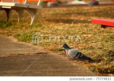 我在黃昏時在公園裡發現了一隻鴿子 我在黃昏時在公園裡發現了一隻鴿子 75774631
