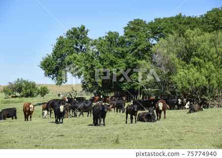 Cattle in Argentine countryside,La Pampa Province, Argentina. 75774940