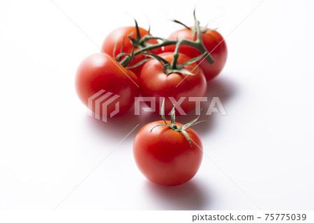 Tomato Tomato 75775039