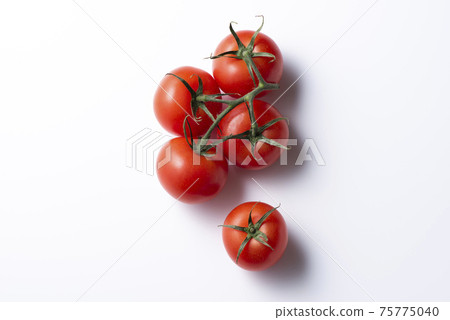 Tomato Tomato 75775040