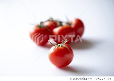 Tomato Tomato 75775043