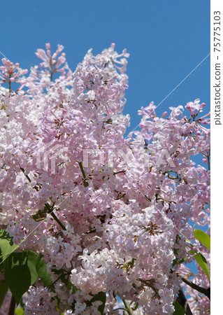 Lilac Rila Murasaki Hashidoi Sapporo City Tree Lilac Rila Murasaki Hashidoi Sapporo City Tree 75775103