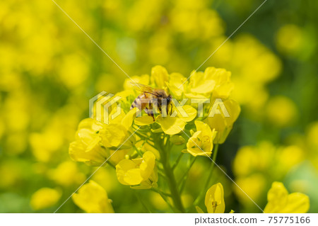 Rape blossoms and bees Rape blossoms and bees 75775166
