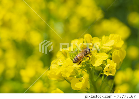 Rape blossoms and bees Rape blossoms and bees 75775167