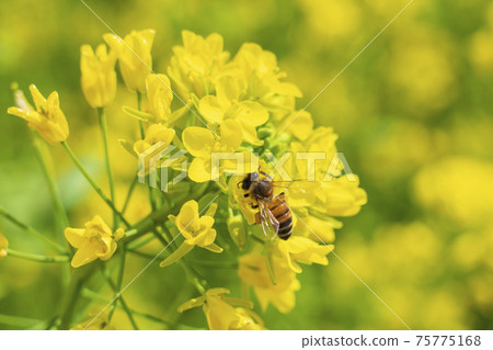 Rape blossoms and bees Rape blossoms and bees 75775168