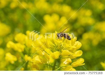 Rape blossoms and bees Rape blossoms and bees 75775169