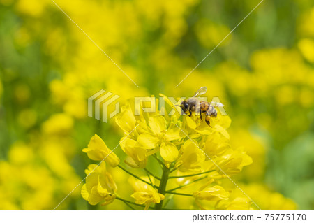 Rape blossoms and bees Rape blossoms and bees 75775170