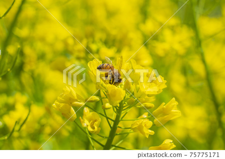 油菜花和蜜蜂 油菜花和蜜蜂 75775171