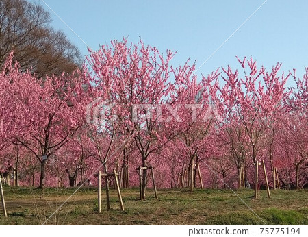 生動的桃花盛開古河古賀公園 生動的桃花盛開古河古賀公園 75775194