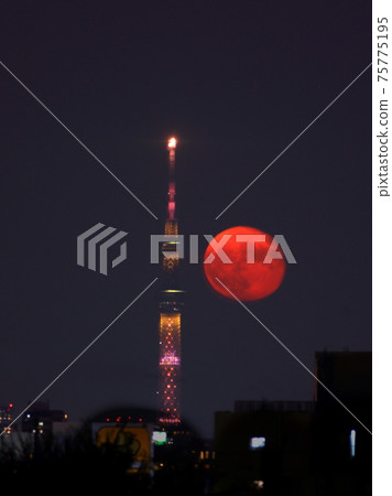 Full Moon and Sky Tree Full Moon and Sky Tree 75775195