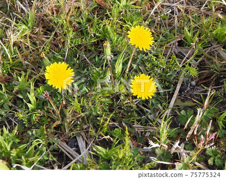 Spring wildflower yellow dandelion 75775324
