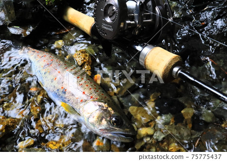 Mountain stream fishing 75775437