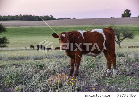 Cattle in Argentine countryside,La Pampa Province, Argentina. 75775490
