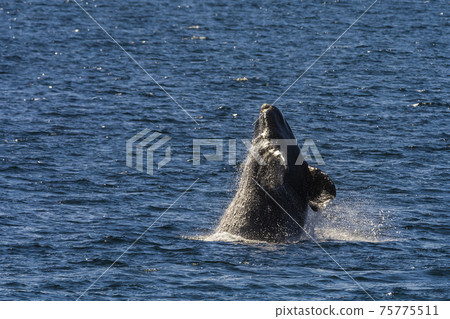 Southern right whale,jumping behavior, Puerto Madryn, Patagonia, Argentina 75775511