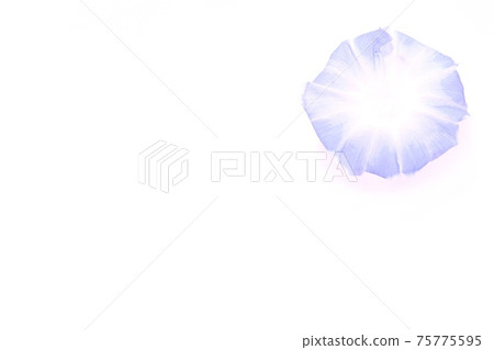 Background material Light blue morning glory white background Background material Light blue morning glory white background 75775595