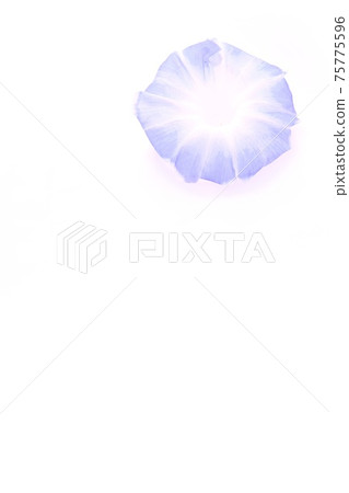 Background material Light blue morning glory white background 75775596
