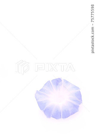 Background material Light blue morning glory white background 75775598