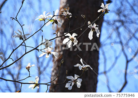Magnolia kobus (magnolia kobus) that grew naturally in thickets Magnolia kobus (magnolia kobus) that grew naturally in thickets 75775946