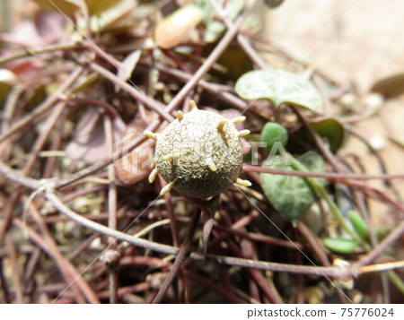 竹草 竹草 75776024