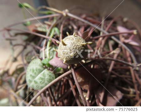 Bamboo grass 75776025