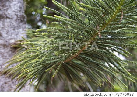 松葉的特寫 75776088
