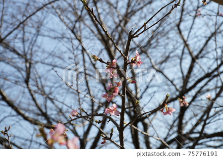 櫻花陣線③ 櫻花陣線③ 75776191